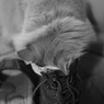 首をつっこむ