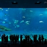 美ら海水族館