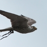 Fly Pass 