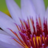 Tropical Water Lily