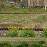 線路端の小春