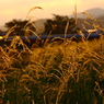 夕刻の光