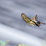瓦の上を飛ぶアゲハ/(新)花・草木＋α