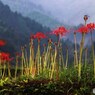 雨上がりの彼岸花