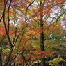 紅葉@霧島神宮