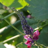 葛の花