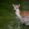 奈良公園のおもてなし。