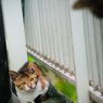 猫影が気になるニャ