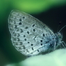 Pseudozizeeria maha 1