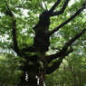 温泉神社ご神木「生きる」