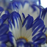 blue shower