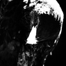 鳥　　睨み