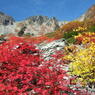 涸沢の紅葉