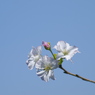 九月の桜