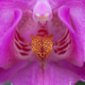 花の中心