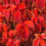 RED LEAVES