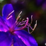 風の盆恋歌(紫紺野牡丹)