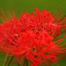 曼珠沙華