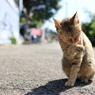 湯島猫紀行 13 - ようこそ湯島へ