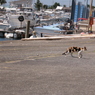 湯島猫紀行 33 - 港の猫