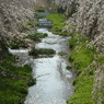 しだれ桜-1