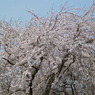 しだれ桜-2