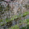 しだれ桜-3
