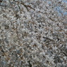 しだれ桜-5