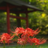 神社の彼岸花