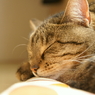 春眠