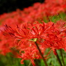 曼珠沙華