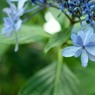 紫陽花