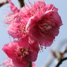 IMG_0345