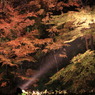 夜紅葉なう
