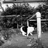 なぜかここに居る