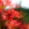 みちのく花魁2015