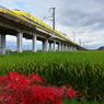 ドクターイエローとの遭遇５５（稲穂と彼岸花と）