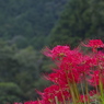 山里の秋