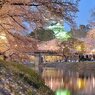 岡崎城と夜桜