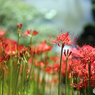 みちのく花魁2015 - Ⅱ