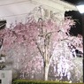 岡崎城　夜桜