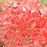 雨上がりの曼珠沙華 2