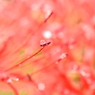 雨上がりの曼珠沙華 3