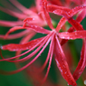 みちのく花魁2015 - Ⅲ