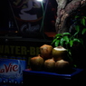 Coconut Stand