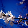 青空に桜開花