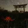 鳥居と彼岸花　夜　その2