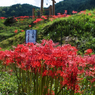 鳥居と彼岸花　その1