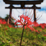 鳥居と彼岸花　その2
