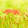 曼珠沙華